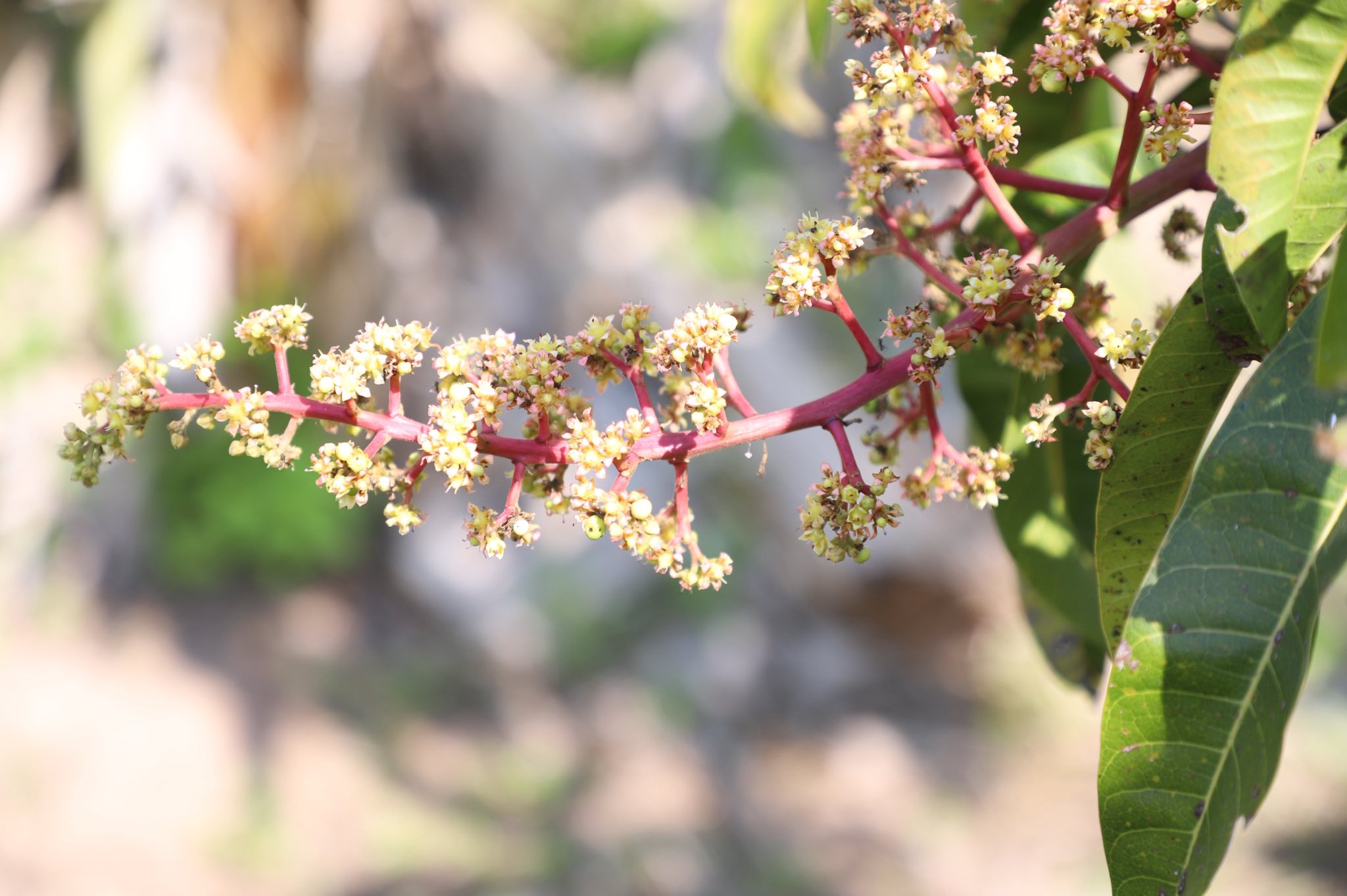 title - ”พลิกโฉมเกษตรกรสู่ผู้ประกอบการ“ ส.ป.ก.ลำพูน โชว์ความสำเร็จเกษตรอินทรีย์ครบวงจร ตั้งแต่แปลงปลูกสู่ตลาดพรีเมียม!!
